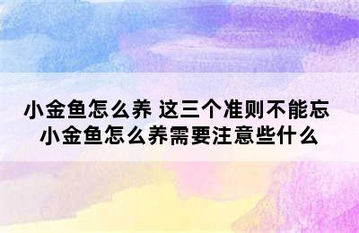 小金鱼怎么养 这三个准则不能忘 小金鱼怎么养需要注意些什么